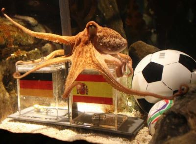 Paul the Octopus is predicting the outcomes of matches during the 2010 FIFA World Cup.